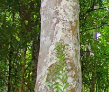 Agarwood Beads